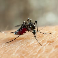 site-dengue